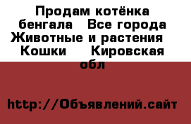 Продам котёнка бенгала - Все города Животные и растения » Кошки   . Кировская обл.